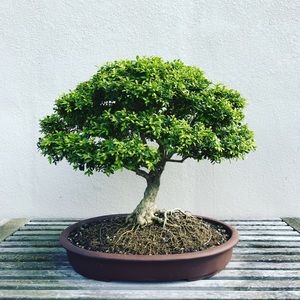 Meet your Posher, Tessa